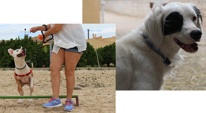 adiestramiento-canino-guarderia-canina-el-pinar-murcia Adiestramiento canino en Guardería Canina El Pinar en Murcia