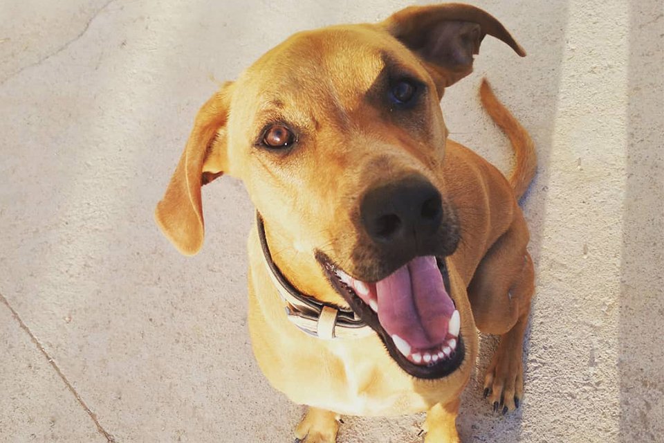 Perro feliz en guardería canina en Murcia